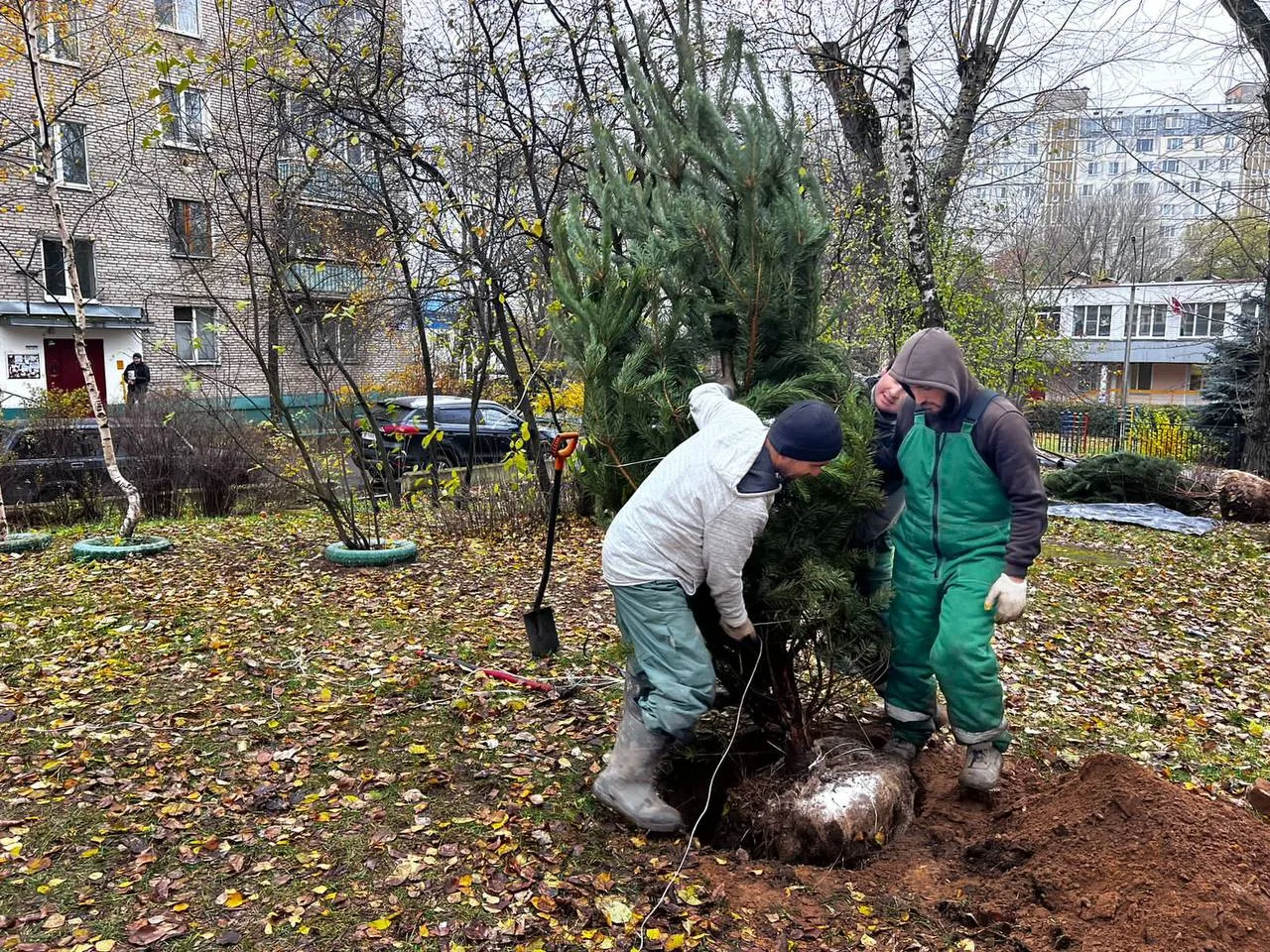 Партийцы высадили во дворах Люберец более 220 саженцев деревьев и кустарников