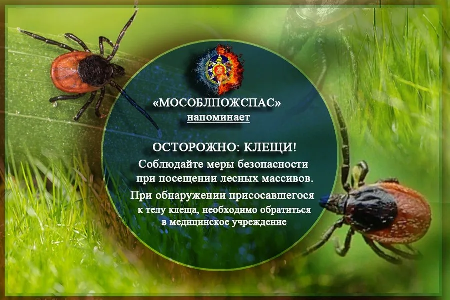 Спасатели рассказали жителям Люберец о способах защиты от клещей