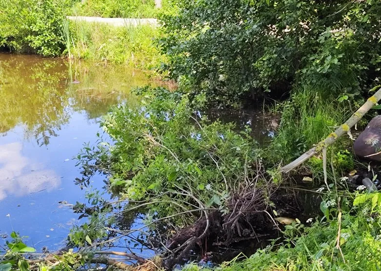 В Люберцах в августе приступят к санитарной расчистке пруда в деревне Токарево