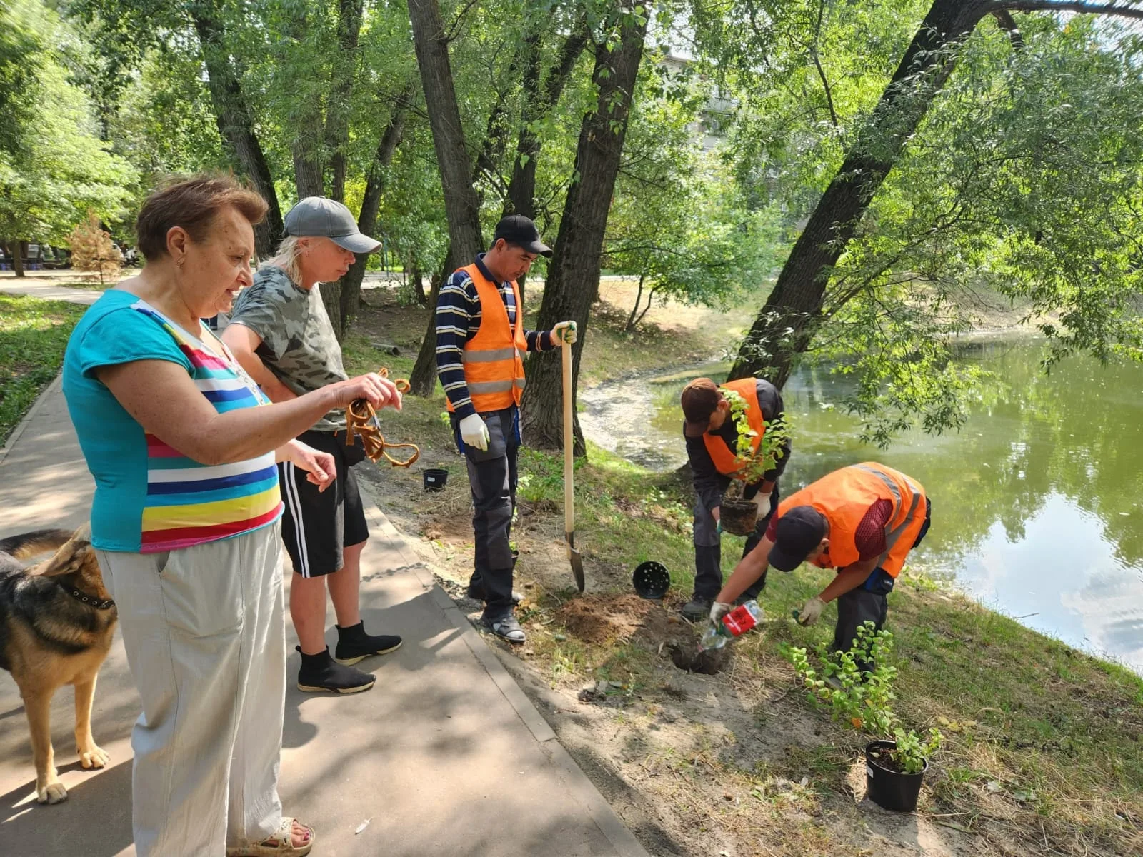 Саженцы чубушника и липы высадили вдоль очищенного пруда на улице Лорха в Люберцах