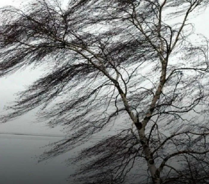 Метеорологи предупредили люберчан об усилении ветра