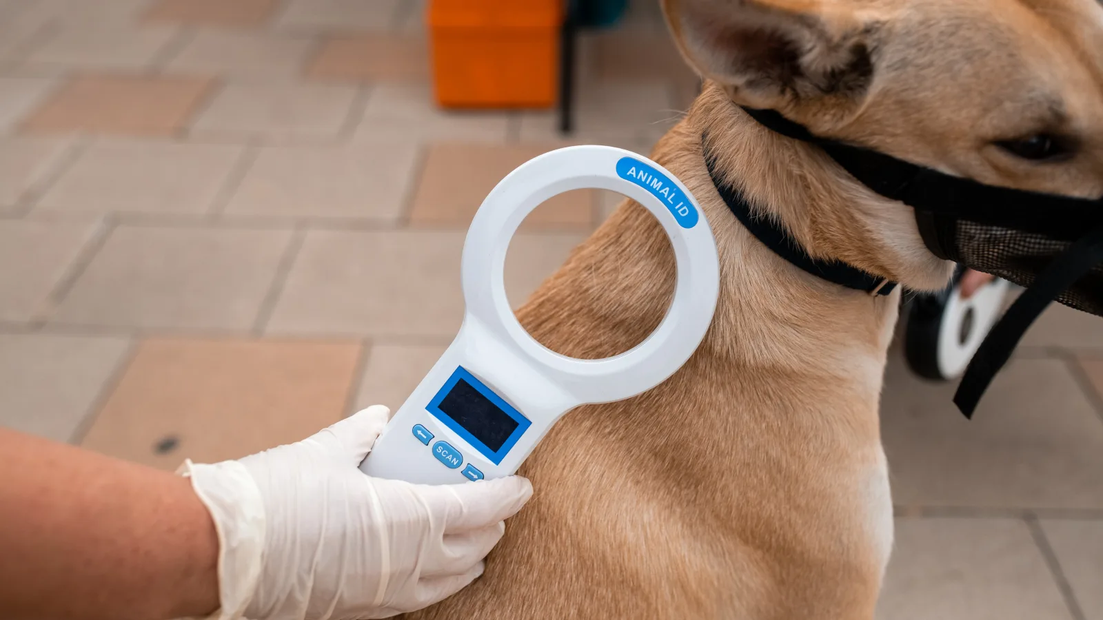 Владельцы домашних животных смогут зарегистрировать питомцев в парках Люберец в апреле и мае