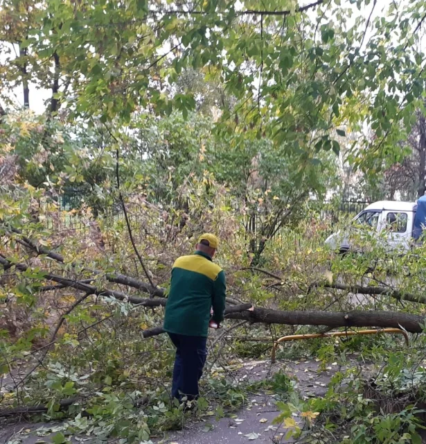 Жители Люберец могут обратиться по вопросам опиловки деревьев в управляющую организацию