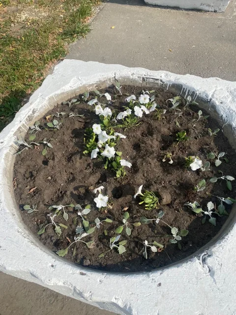 Жителям Люберец напомнили об ответственности за кражу цветов с клумб