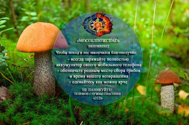 Грибникам из Люберец напомнили правила посещения леса