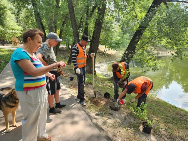 Саженцы чубушника и липы высадили вдоль очищенного пруда на улице Лорха в Люберцах
