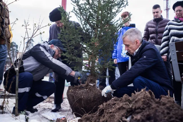Аллею елей высадили сторонники «Единой России» в рамках акции «Сад памяти»