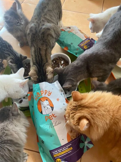 Мини-приюту для кошек в Люберцах передали корм