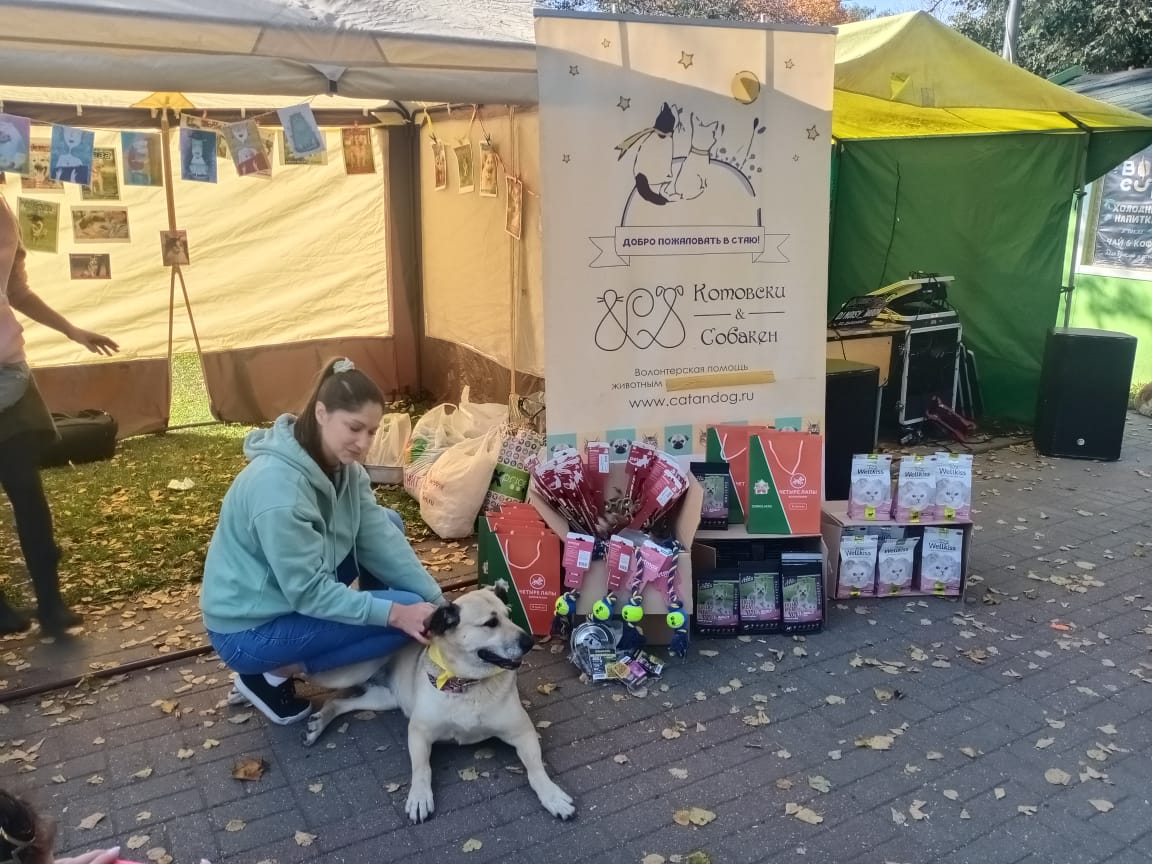 Выставка питомцев приюта. Приют для животных в Люберцах. Выставка животных из приюта. Дорожный приют.